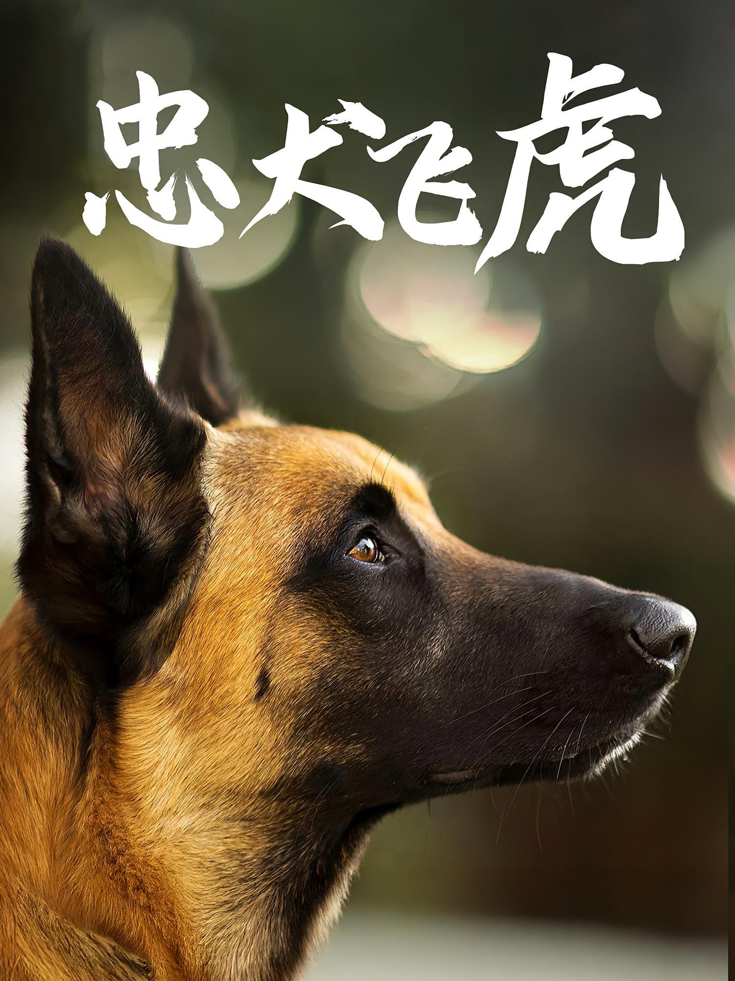 热门短剧忠犬飞虎33集吴桂洲谭镁纶主演,全集完整版免费在线观看未删减,百度网盘夸克网盘资源速存下载  第1张 热门短剧忠犬飞虎33集吴桂洲谭镁纶主演,全集完整版免费在线观看未删减,百度网盘夸克网盘资源速存下载  第1张